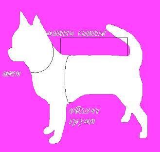 Измерение размера собаки на примере Чихуахуа